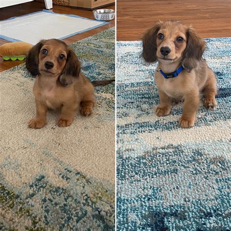 They grow up so fast! Pics from 8 weeks / 12 weeks : Dachshund