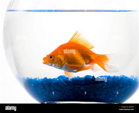 Goldfish In Bowl With Rocks Hi Res Stock Photography And Images Alamy