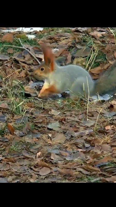 Nutty 😲facts About Squirrels🐿️viral Shortsfeed Facts Squirrel