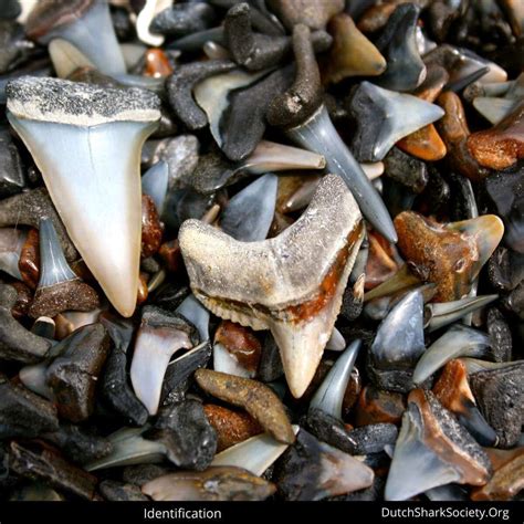 How To Find Shark Teeth On The Beach Dutch Shark Society