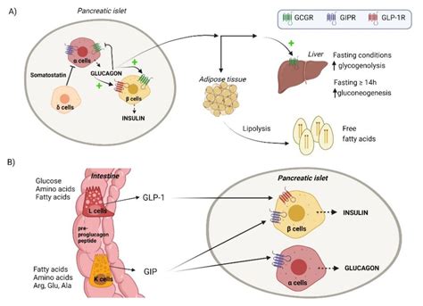 What You Need To Know About Reconstituting Tirzepatide Peptide