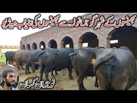 Mubashar Dairy Farm Dairy Farming In Gujranwala Buffalo Farming