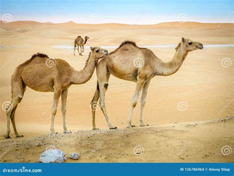 Wild Camels In The Desert Stock Photo Image Of United 126786964