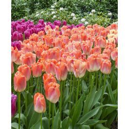 Giant Darwin Hybrid Tulip Coral Pride Van Engelen Wholesale Flower Bulbs