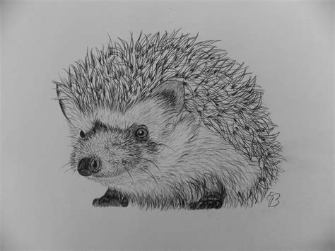 Hedgehog - Drawing Skill