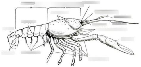 Crayfish External Anatomy Diagram Quizlet