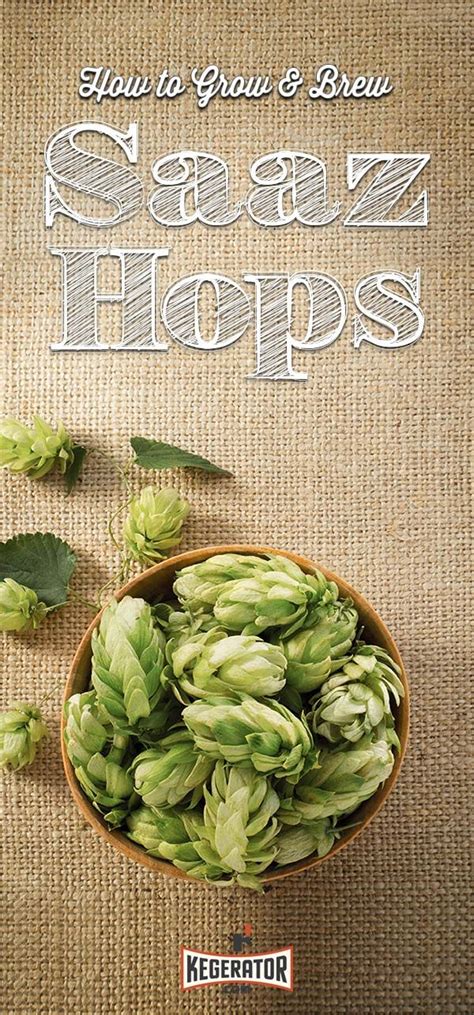 Saaz Hops :: How to Grow & Brew Czech Saaz Hops | Beer recipes, Home ...