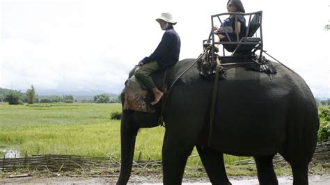 Vietnam S Elephants Face Threats From Near And Far