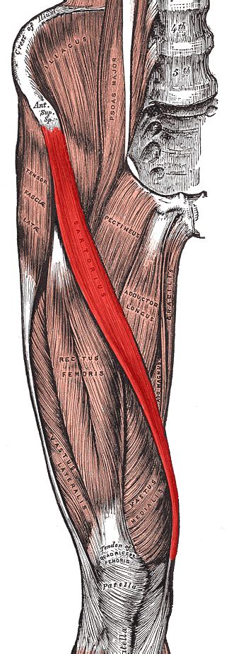 Cacoethes Cognitum: The Sartorius Muscle