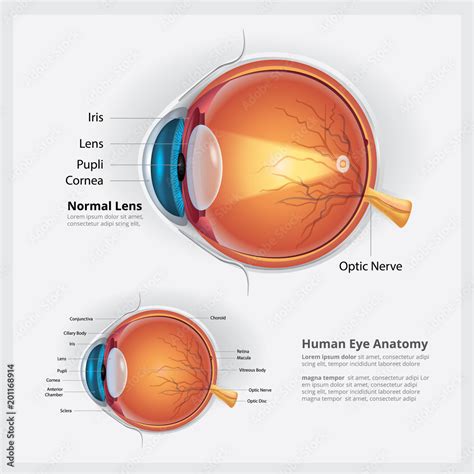 Human Eye Anatomy and Normal Lens Vector Illustration Stock Vector ...