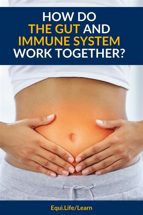 How Do The Gut And Immune System Work Together Artofit