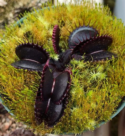 Creepy carnivorous plants actually make great houseplants – Artofit