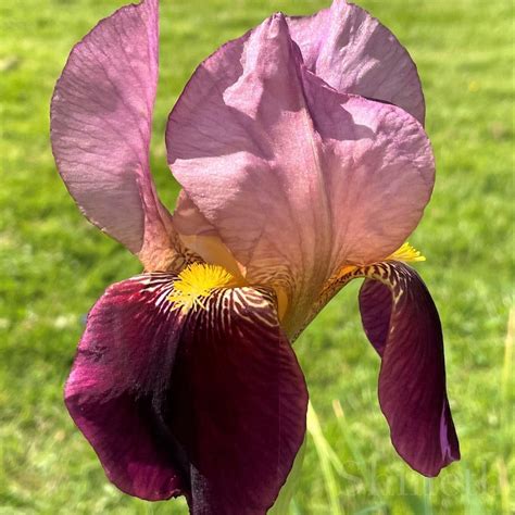 Se Produkter Som Liknar Iris Germanica Indian Chief P Tradera