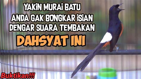 Ampuh Buat Pancingan Murai Batu Full Tembakan Ini Cocok Buat