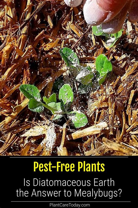Best 13 Why Every Indoor Gardener Needs Diatomaceous Earth – Artofit