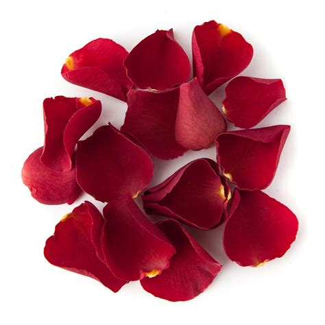 Albums 92+ Pictures Pictures Of Flower Petals Completed