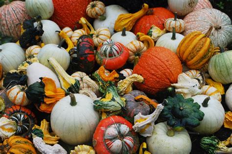 Quiet Cornerhow To Dry Or Cure Gourds Quiet Corner