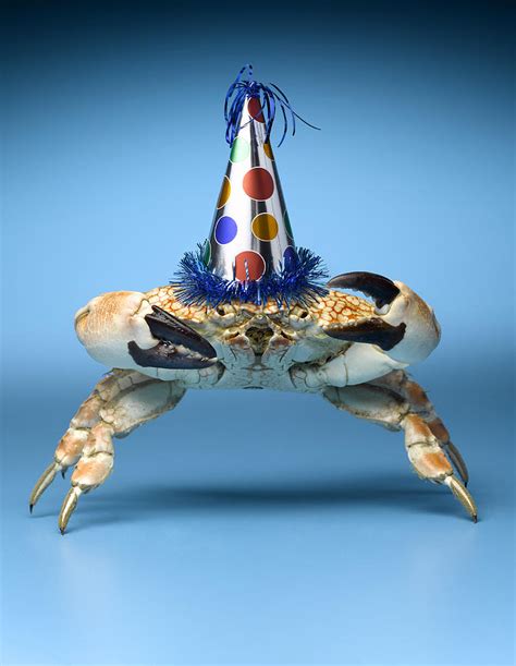 Crab Wearing Birthday Party Hat Photograph By Jeffrey Hamilton