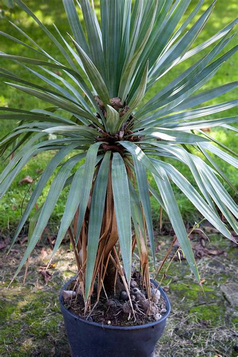 Care For A Yucca Plant Back Gardener