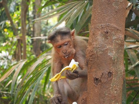 Macaco Na Selva Sentado Em Uma Rvore E Comendo Banana Foto Premium