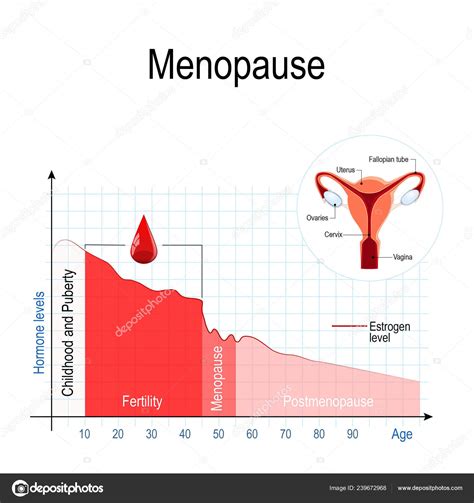 Gr Fico Menopausa N Vel Estrog Nio Envelhecimento Flutua O Horm Nios