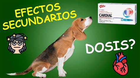 Insuficiencia cardíaca en PERROS Diagnóstico y tratamiento YouTube