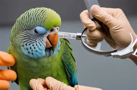 Routine Health Checks For Your Parakeet
