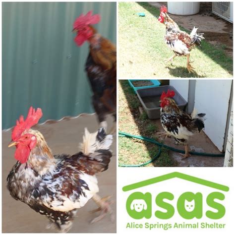 Alice Springs Animal Shelter