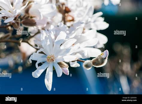 Close Up View Of A White Star Magnolia Flower Lat Magnolia Stellata