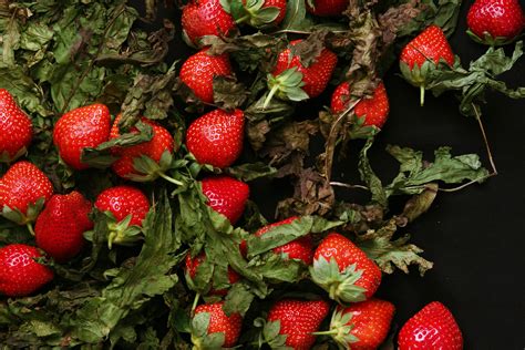 Gratis Afbeeldingen Fabriek Fruit Bes Bloem Eten Produceren