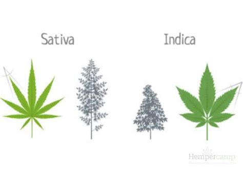 Sativa Side Effects in 2022 | Hempercamp