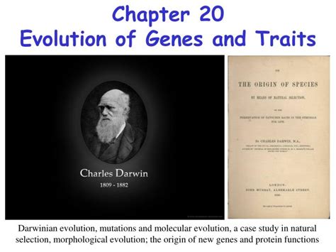 PPT - Chapter 20 Evolution of Genes and Traits PowerPoint Presentation ...