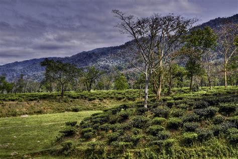 Assam tea garden - The Tea Journey