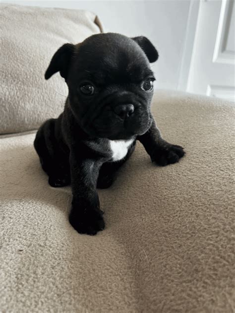 Magnifique Chiot Bouledogue Français Lof 34130 Uncompagnonfr