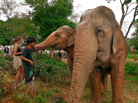 Responsible Tourism Ethical Elephant Sanctuaries To Visit In