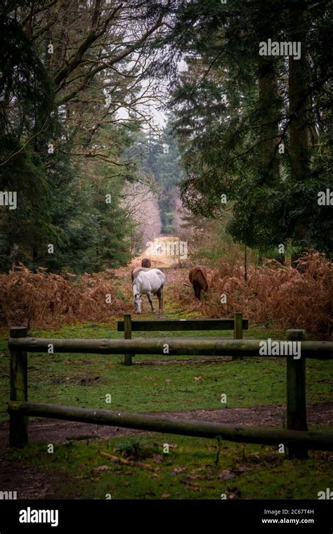 New Forest Ponies Stock Photo Alamy