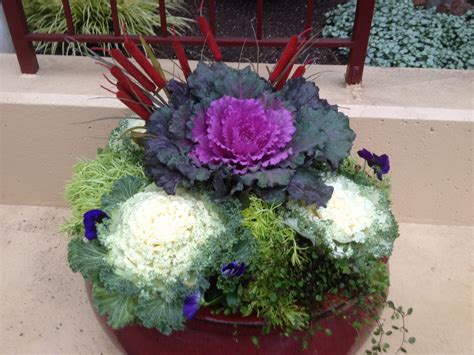 Bright Fall And Winter Flower Pot Winter Flowers Winter Container