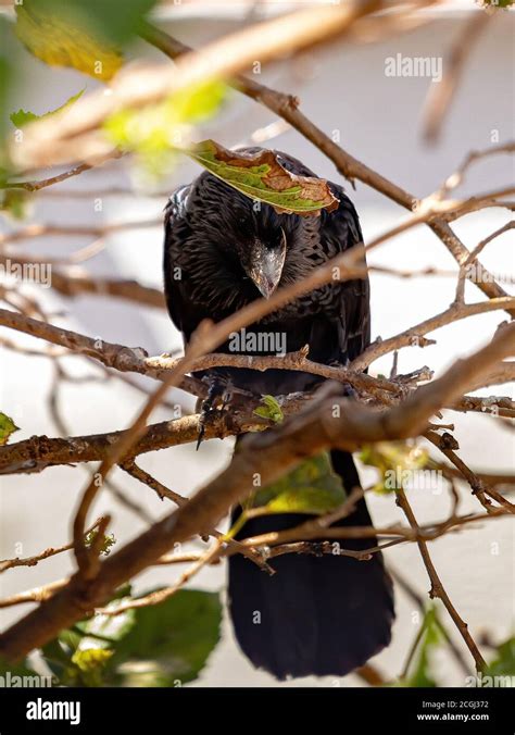 Smooth Billed Ani Of The Species Crotophaga Ani Stock Photo Alamy