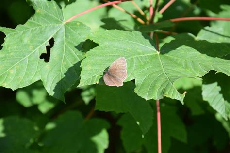 Borboleta Natureza Inseto Foto Gratuita No Pixabay Pixabay