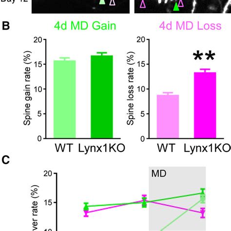 Normal Dendritic Complexity And Spine Density Of L5 And L2 3 V1 Neurons