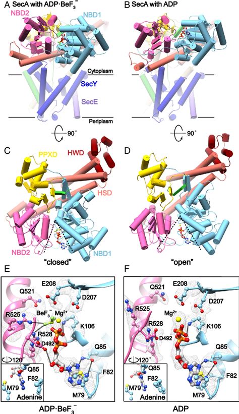 Structures Of The SecA SecYE ProOmpA 4Y SfGFP Complex In The ADPBeF 3