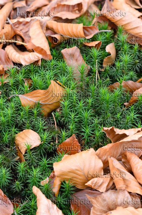 Image Beautiful Hair Moss Polytrichum Formosum 525447 Images Of