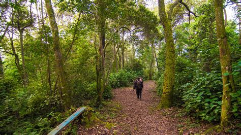 Things To See In Bwindi Impenetrable National Park Through Kigali