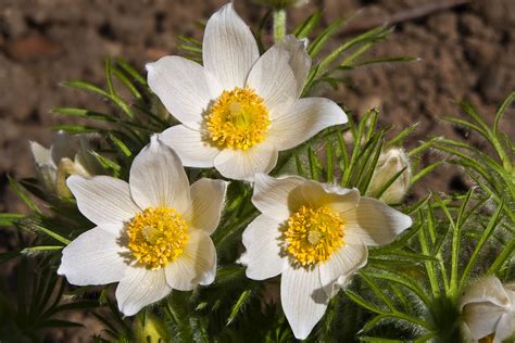 Sasanka Zwyczajna Pinwheel White Pulsatilla Vulgaris Byliny