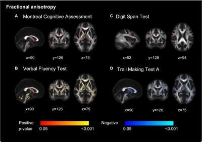 Frontiers White Matter And Gray Matter Changes Related To Cognition