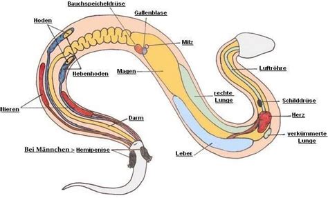 Anatomie Und Weitere Fotos Anatomie Magen Lunge