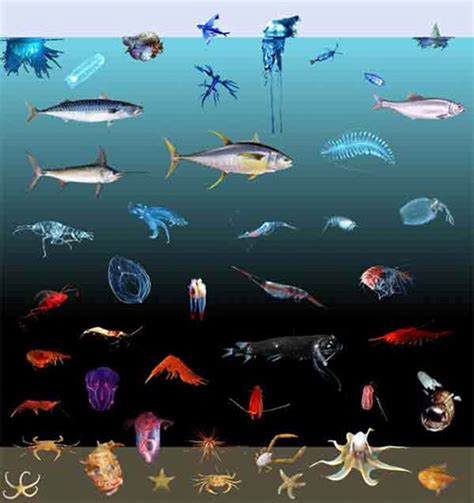 How Does Depth Affect The Color Of Marine Animals Ocean Exploration