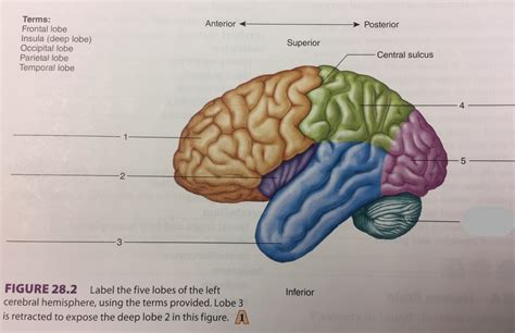 Nervous System Lab Exam: Figure 28.2 Lobes of the Cerebrum Diagram ...