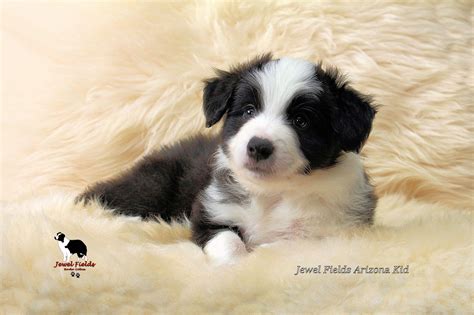 A Nestje Geboren Puppy S Jewel Fields Border Collies