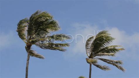 Pretty Trees Blowing In The Wind